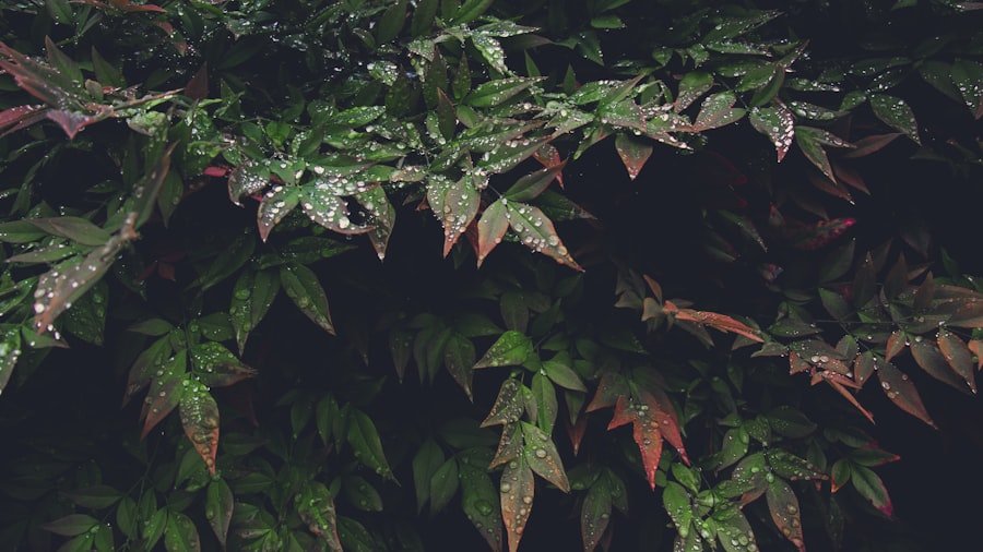 Photo trêve hivernale dates