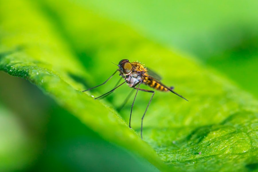 Photo tiger mosquito treatment
