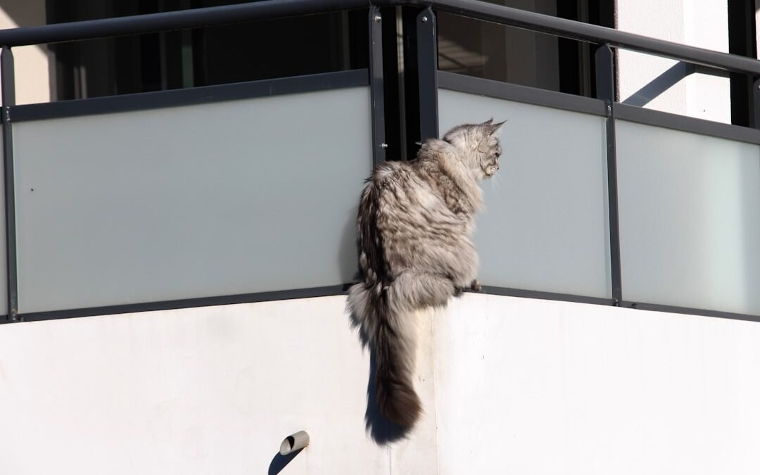 Sécuriser balcon pour chat: conseils et astuces