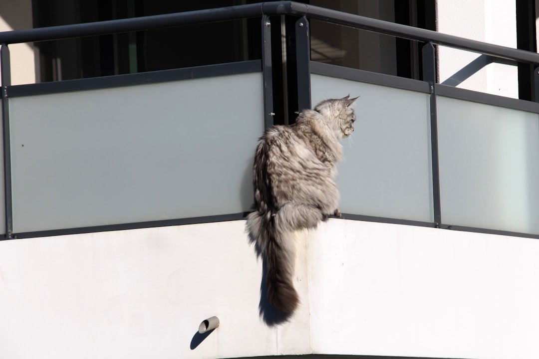 Sécuriser balcon pour chat: conseils et astuces
