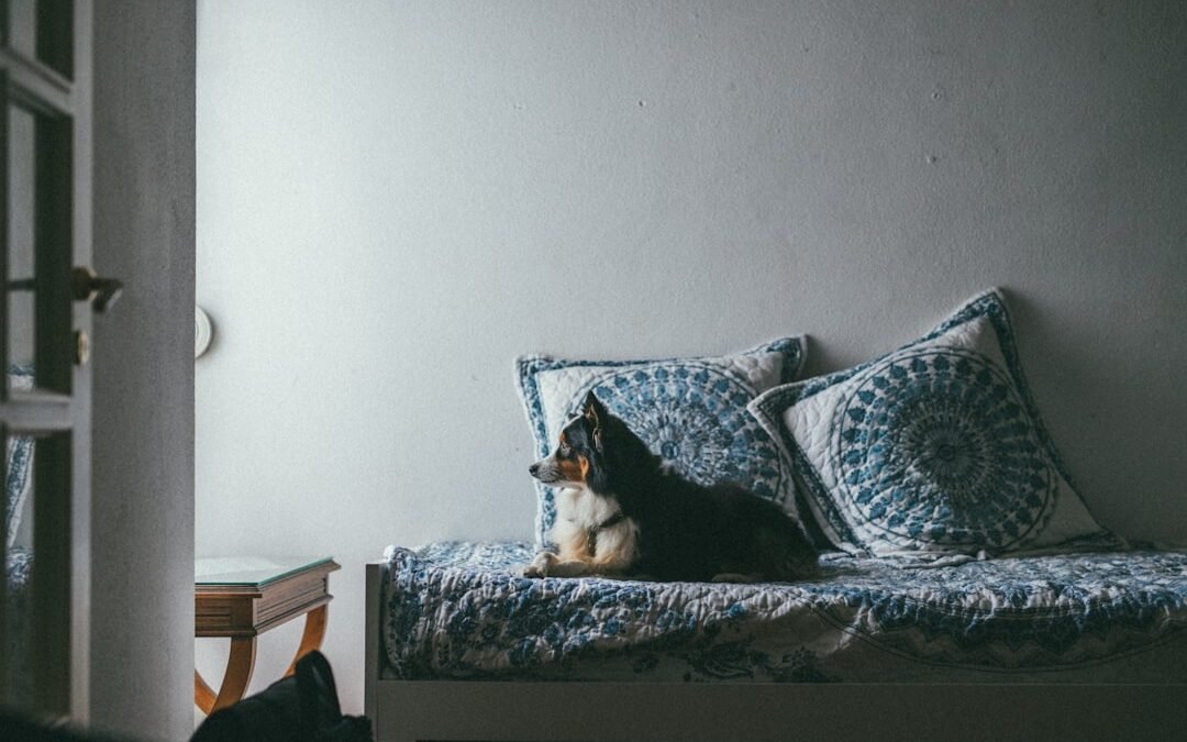 Droit du locataire: Animal de compagnie autorisé