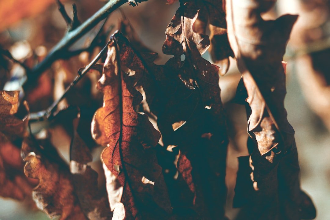 Photo trêve hivernale dates