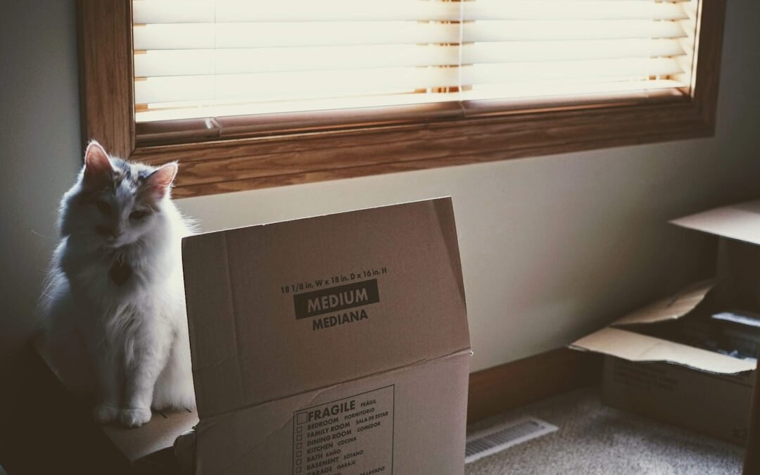 Comment déménager avec un chat sans stress