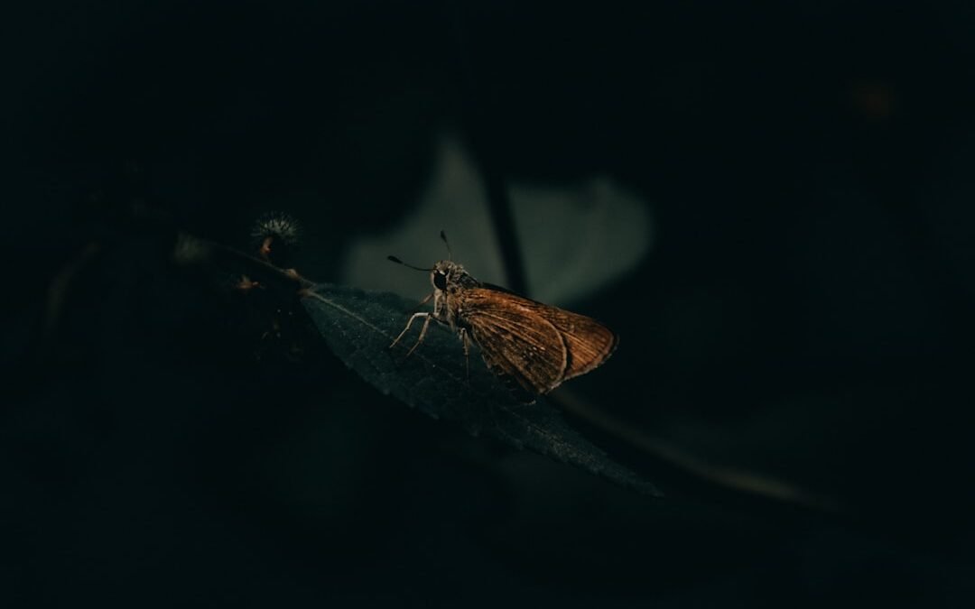 La loi ELAN : les punaises de lit et la location