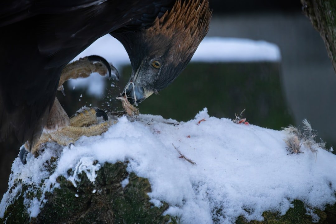 Bruit talons voisin du dessus: comment gérer?