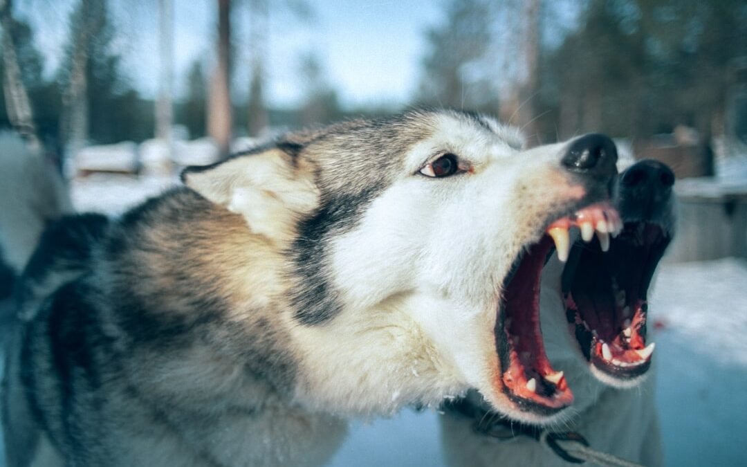 Comment gérer un chien qui aboie toute la journée