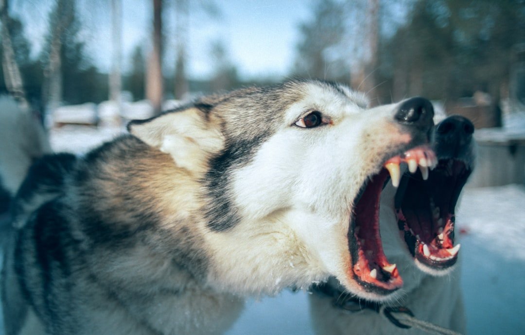 Comment gérer un chien qui aboie toute la journée