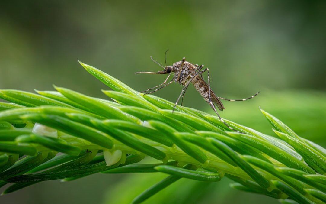 Comment traiter les moustiques tigres en copropriété